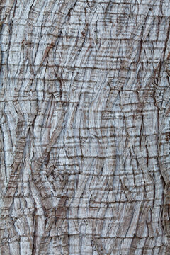 Western red cedar (Thuja plicata) bark, Washington State, USA