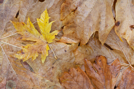 Close-up of maple leaves
