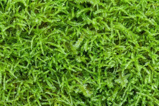 Close-up of moss, Guillemot Cove Nature Reserve, Seabeck, Kitsap County, Washington State, USA