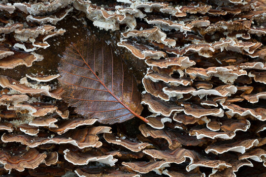 Polyporus Versicolor fungus on Alder tree, Hansville, Kitsap County, Washington State, USA