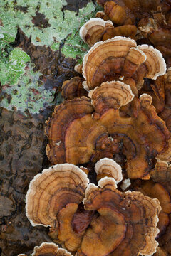 Polyporus Versicolor fungus on Alder tree, Hansville, Kitsap County, Washington State, USA