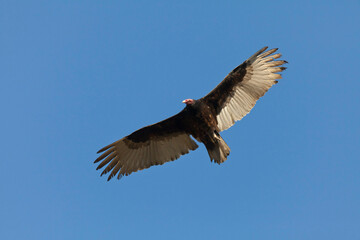 Mexico, Tecate, Rancho La Puerta, Soaring turkey vulture