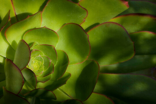 Close-up Of A Plant, Self Realization Fellowship Meditation Garden, Encinitas, California, USA