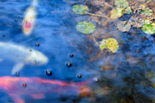 Close-up of fish in the pond, Self Realization Fellowship Meditation Garden, Encinitas, California, USA