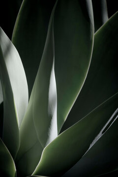 Close-up of an agave plant, Seaport Village, San Diego, California, USA
