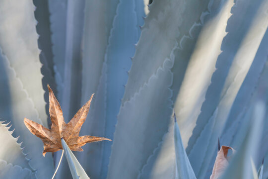 Mexico, Tecate, Rancho La Puerta, Close-up of leaf on Blue Agave (Agave tequilana)
