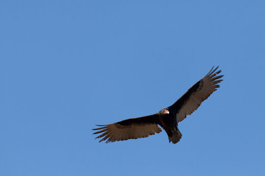 Mexico, Tecate, Rancho La Puerta, Soaring turkey vulture