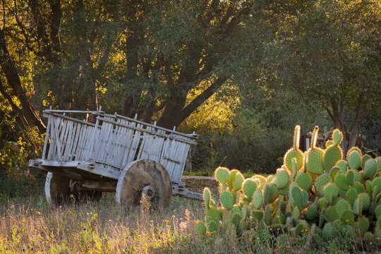 Mexico, Tecate, Rancho La Puerta, Old wooden cart