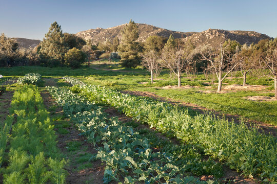 Mexico, Tecate, Rancho La Puerta, Organic garden