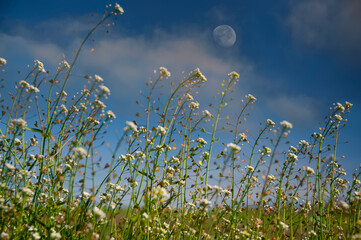 Meadow grasses in a clearing and a huge moon in the clouds. spring sunny meadow.
