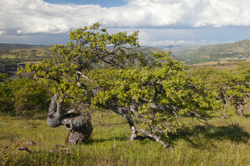 USA, Oregon, Columbia River Gorge, Meadows east of Mosier