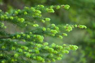 USA, Oregon, Columbia River Gorge, Columbia River Historic Highway Trail from Mosier to Hood River, New Growth on Douglas Fir Tree