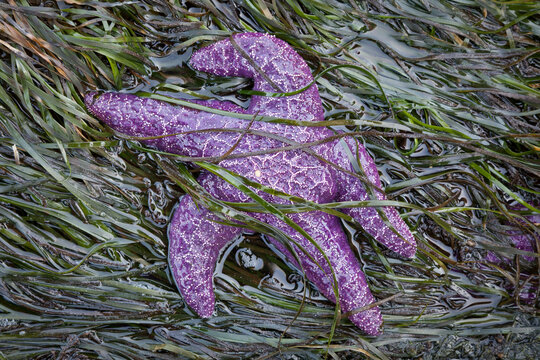 USA, Washington State, San Juan Islands, Patos Island, Starfish