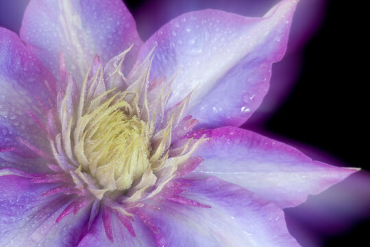 Clematis on black background