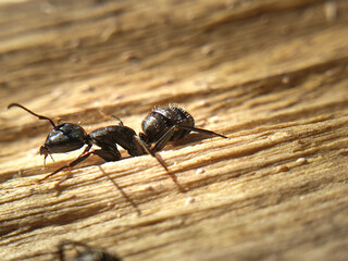 big black ant crawling on a tree, macroshoot insects