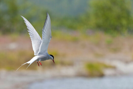 USA, Alaska, Juneau, Douglas Island, Mendenhall Glacier, Arctic Tern in Flight
