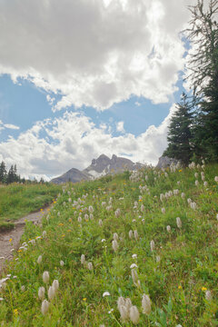 Canada, Mount Assiniboine Provincial Park, Meadows from Naiset cabins to Gog Lake