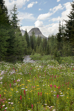 Canada, Mount Assiniboine Provincial Park, Gog Lake, Meadows and mountains
