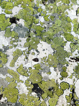 Canada, Mount Assiniboine Provincial Park, Naiset Point, Lichens