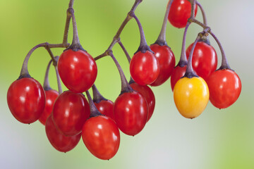Close-up of Bittersweet nightshade (Solanum dulcamara) red berries