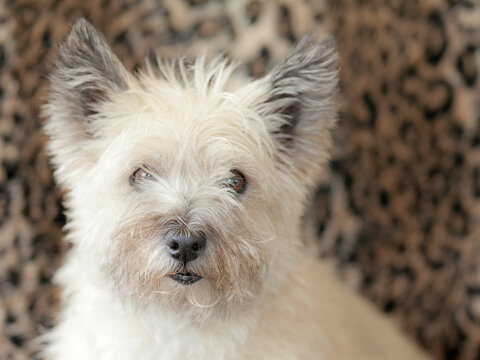 Portrait of Cairn Terrier