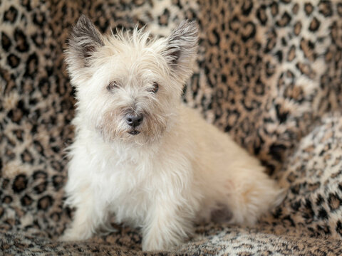 Portrait of Cairn Terrier