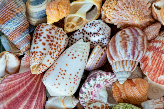 Close-up of assorted seashells