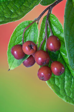 Close-up of cotoneaster berries