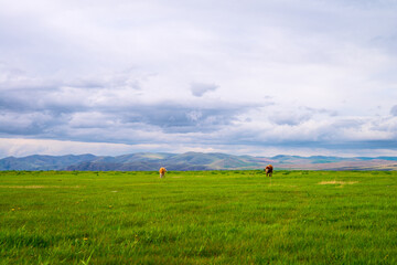 Cows grazing in a field. Panorama of grazing cows in a meadow with green grass. Cows grazing on a Field in Summertime. Cow Farm Panorama