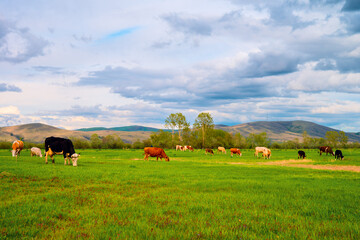 Cows grazing on a Field in Summertime - Cow Farm Panorama