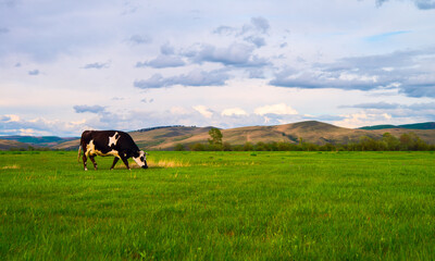 Fototapeta na wymiar Cows grazing on a Field in Summertime - Cow Farm Panorama