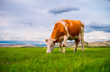 Cows grazing in a field. Panorama of grazing cows in a meadow with green grass. Cows grazing on a Field in Summertime. Cow Farm Panorama