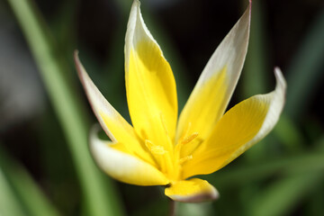 Tulipany w zbliżeniu