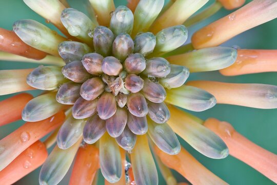 Mexico, Tecate, Rancho La Purerta, Aloe Blossom