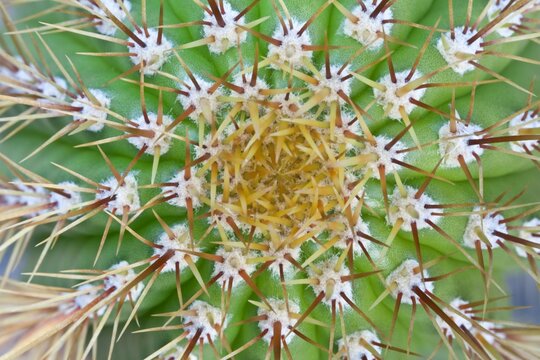 Mexico, Tecate, Rancho La Purerta, Catus detail