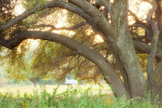 Mexico, Tecate, Rancho La Purerta, Tree at sunset