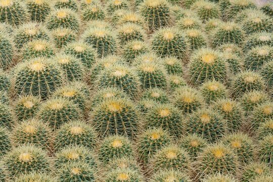 USA, Arizona, Tucson, Cactus at Bach's Cactus Nursery