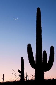 USA, Arizona, Tucson, Saguaro National Park, Rincon Mountain District