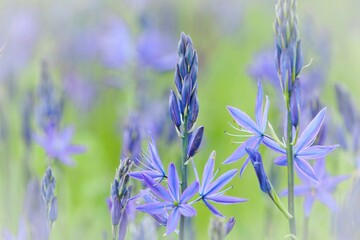 USA, Washington State, San Juan Islands, Yellow Island Nature Conservancy, Close-up of Camas