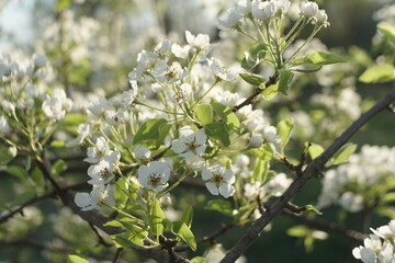 beautiful flowering pears in spring