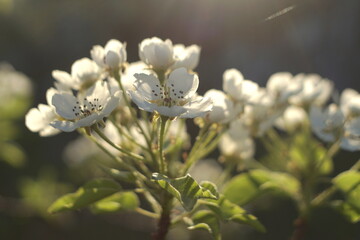 beautiful flowering pears in spring