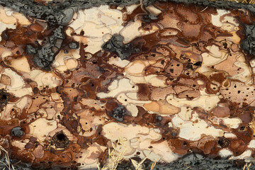 Natural texture of pine bark.