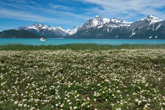 Wild Strawberry flowers in a field, Gilbert Bay, Glacier Bay National Park, Alaska, USA