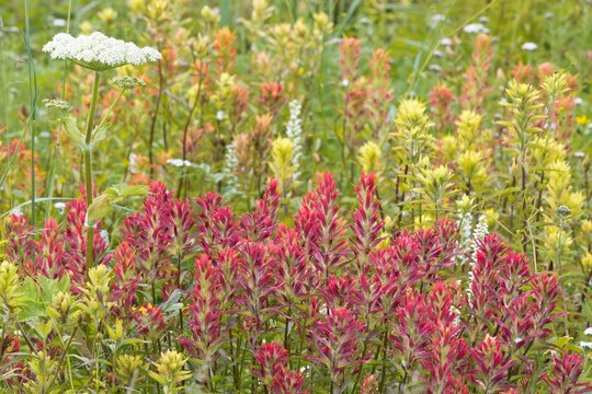 Indian Paintbrush (Castilleja) flowers in a field, Dundas Bay, Glacier Bay National Park, Alaska, USA