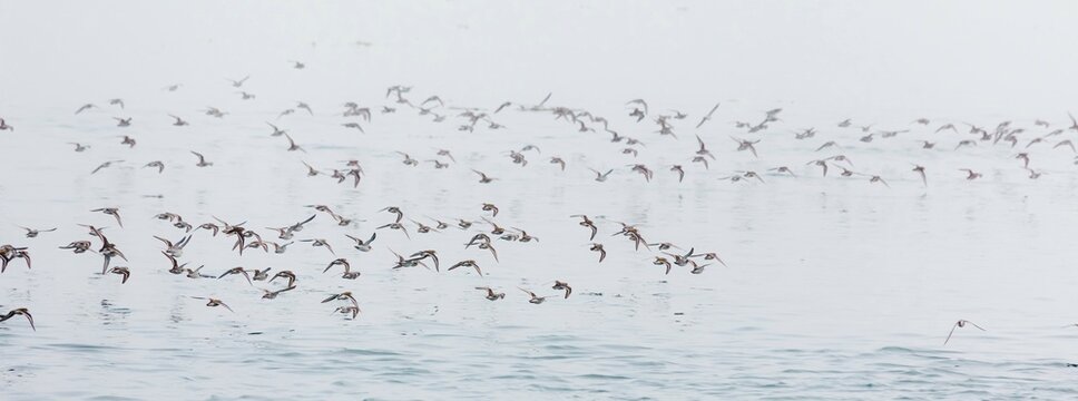 Flock of Phalaropes flying over an ocean, Inian Island, Elfin Cove, Alaska, USA