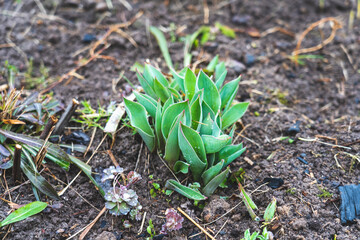green leaves of tulips in the park, tulips grow in early spring, young small sprouts of tulips growing in early spring in the park, the theme of gardening, working with plants, environmental problems
