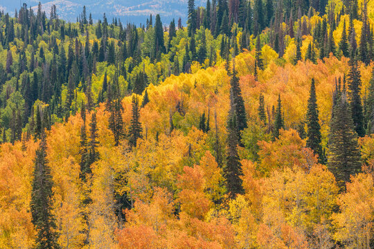 View from Skyline Drive, Manti-La Sal National Forest, Utah
