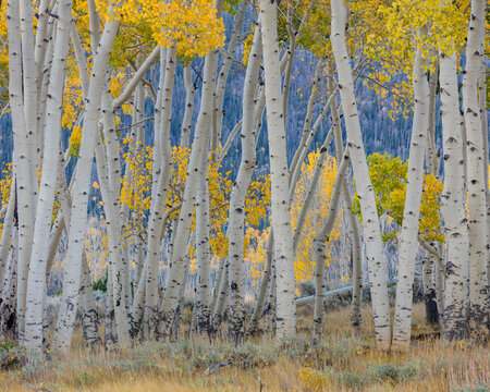 Aspen trees in a grassy meadow, Utah, Fishlake National Forest, near Fish Lake Photographed at 50.6 megapixels