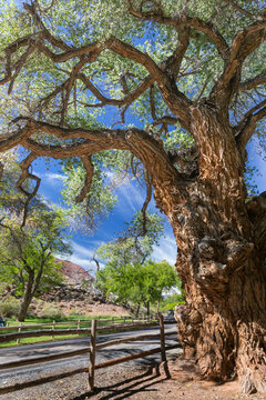 Old Cottonwood tree overhangs the road at Fruita - Utah, Capitol Reef National Park