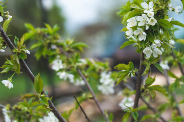 Pear tree flowers in spring with bees, Spring background, pear flowers on the background of a blooming garden, close-up with space for text